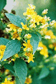 Calea Zacatechichi (Dream Herb)
