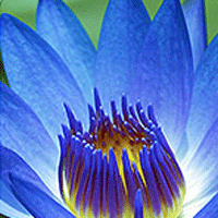 Blue Lotus Lily