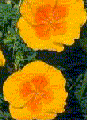 California Poppy (Eschscholzia californica ) Dried Herb
