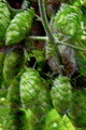Hops Powdered Flowers