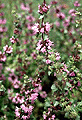 Pennyroyal Dried HerbPennyroyal Hierba Seca