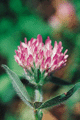 Red Clover (Trifolium pratense)Trébol Rojo (Trifolium pratense)