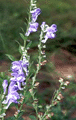 Scullcap Dried Herb (Mad Dog)Scullcap Hierba Seca (Mad Dog)