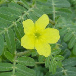 Tribulus terrestris