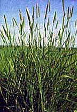 Phalaris Grass Seeds