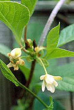 Schizandra Berries (Wu Wei Tsu)