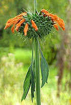 Leonotis nepetifolia flowers