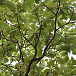 Baheda (Teminalia belerica) Dried Fruit