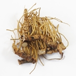Calamus Root Whole (Acorus calamus var. Americanus)