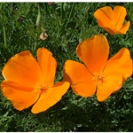 California Poppy (Eschscholzia californica ) Dried Herb
