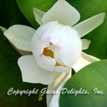 White Lotus Flowers (Nymphaea alba)