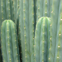 Cactus Seeds