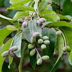 Harad (Terminalia chebula) - Dried Fruit
