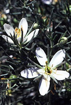 Peganum harmala (Syrian Rue) - VIABLE seeds