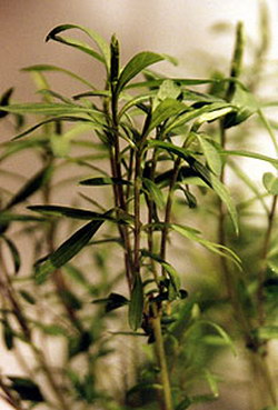 Heimia salicifolia (Sinicuichi) Plant