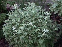 Wormwood (Artemisia absinthum) Rooted Plant