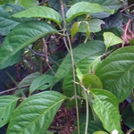 Banisteriopsis Caapi - Dried Whole Leaf