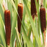 Typha capensis (Love Reed)