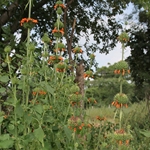 Wild Dagga Klip Dagga (Leonotis nepetifolia)