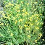 Imphepho - Helichrysum odoratissimum