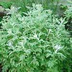 Wormwood (Artemisia absinthum) Rooted Plant
