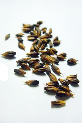 Seed Bank